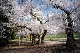 Image result for "cherry blossom" washington