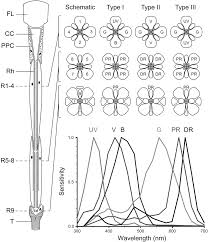 Attēlu rezultāti vaicājumam “Pieris rapae female”