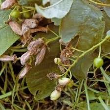 Attēlu rezultāti vaicājumam “Taphrina padi”