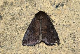 Attēlu rezultāti vaicājumam “Rusina ferruginea male”