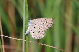 Attēlu rezultāti vaicājumam “Maculinea alcon underside”