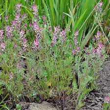 Attēlu rezultāti vaicājumam “Fumaria officinalis flower”