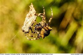 Attēlu rezultāti vaicājumam “Araneus angulatus”