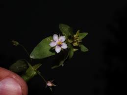 Attēlu rezultāti vaicājumam “Anagallis arvensis leaf”
