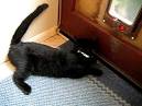 Epilepsy In Animals