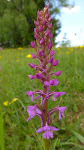 Attēlu rezultāti vaicājumam “Gymnadenia conopsea bud”