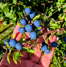 Attēlu rezultāti vaicājumam “Prunus spinosa fruit”