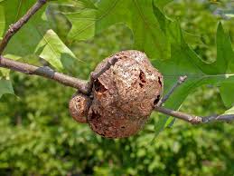 Attēlu rezultāti vaicājumam “gall”