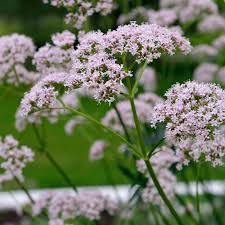 Image result for Baldrian