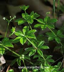Attēlu rezultāti vaicājumam “Galium triflorum leaf”