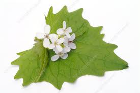 Image result for Alliaria petiolata