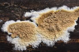 Attēlu rezultāti vaicājumam “Coniophora puteana”