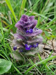 Attēlu rezultāti vaicājumam “Ajuga pyramidalis leaf”