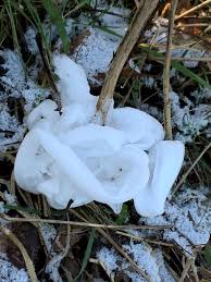 Attēlu rezultāti vaicājumam “Frost Flowers”