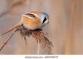 Attēlu rezultāti vaicājumam “Panurus biarmicus”