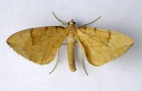 Attēlu rezultāti vaicājumam “Eulithis pyraliata”