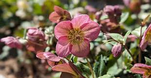 Attēlu rezultāti vaicājumam “Helleborus niger flower”