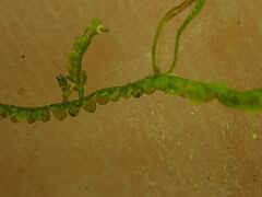 Attēlu rezultāti vaicājumam “Odontoschisma sphagni”