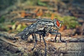 Attēlu rezultāti vaicājumam “Sarcophaga carnaria”