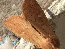 Attēlu rezultāti vaicājumam “Mythimna turca”