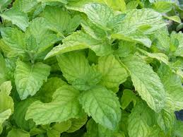 Attēlu rezultāti vaicājumam “Mentha x piperita leaf”
