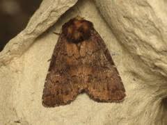 Attēlu rezultāti vaicājumam “Rusina ferruginea”