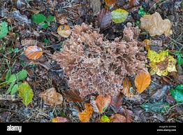 Image result for Podoscypha multizonata