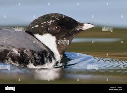 Image result for Synthliboramphus antiquus