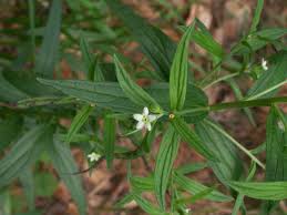 Attēlu rezultāti vaicājumam “Lithospermum officinale leaf”