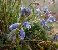 Attēlu rezultāti vaicājumam “Polygala vulgaris leaf”