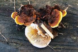 Attēlu rezultāti vaicājumam “Gloeophyllum abietinum”