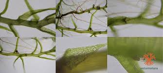 Attēlu rezultāti vaicājumam “Leptobryum pyriforme”