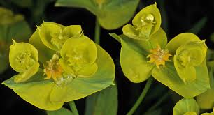 Attēlu rezultāti vaicājumam “Euphorbia virgata flower”