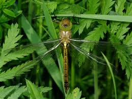 Attēlu rezultāti vaicājumam “Aeshna isoceles”