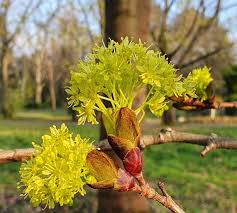Attēlu rezultāti vaicājumam “Acer platanoides fo. schwedleri”