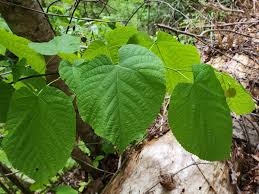 Attēlu rezultāti vaicājumam “Tilia americana”