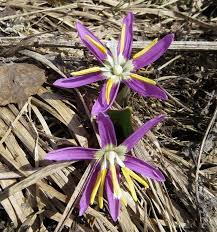 Attēlu rezultāti vaicājumam “Erythronium sibiricum”