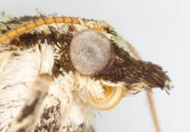 Attēlu rezultāti vaicājumam “Colostygia pectinataria female”