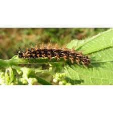 Attēlu rezultāti vaicājumam “Araschnia levana larva”