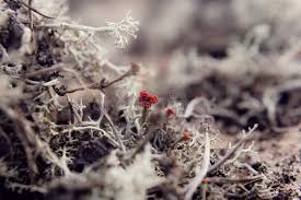Attēlu rezultāti vaicājumam “Cladonia floerkeana”