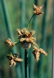Attēlu rezultāti vaicājumam “Scirpus sylvaticus bud”