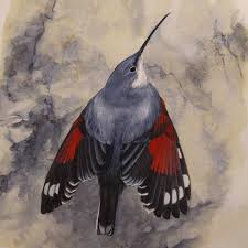 Image result for Tichodroma muraria