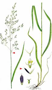 Attēlu rezultāti vaicājumam “Poa remota”