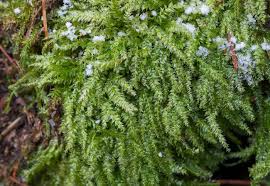 Attēlu rezultāti vaicājumam “Plagiothecium cavifolium”