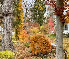 Attēlu rezultāti vaicājumam “Acer pseudosieboldianum”