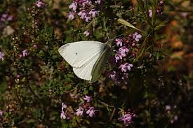 Attēlu rezultāti vaicājumam “Pieris rapae female”