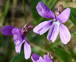 Attēlu rezultāti vaicājumam “Viola uliginosa”