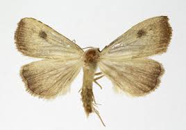 Attēlu rezultāti vaicājumam “Rivula sericealis”