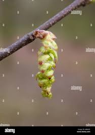 Attēlu rezultāti vaicājumam “Carpinus caroliniana male flower”
