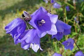 Image result for Campanula spicata